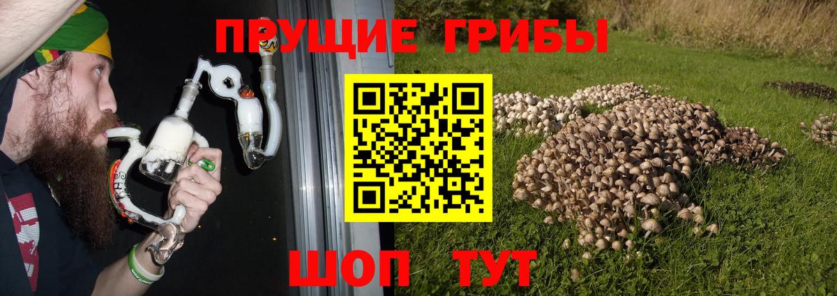 Псилоцибиновые грибы мицелий  купить наркотик  Дербент  Вход с VPN 